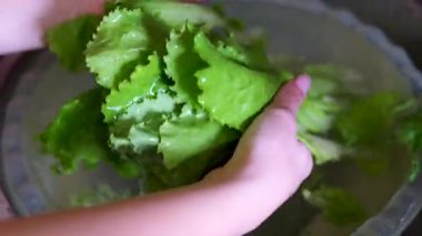 Kadın elleri mutfakta akan suyun altında yeşil salata yapraklarını yıkıyor. Sağlıklı beslenme. Lezzetli ve besleyici bir salata yapıyorum. Mutfakta marul yıkıyorum. Yüksek kalite 4k görüntü