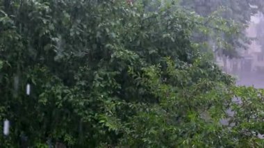 Yoğun ormana sağanak yağmur, ormandaki yağmur damlaları yeşil yapraklara sabitlenmiş su damlaları, tropikal ormanda yağmur günleri. Yaprak ağacına yağmur damlası. Ağaç yapraklarına sağanak yağmur düşüyor. 4k 