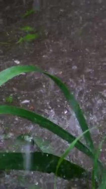 Yağmur damlası ıslak orman hava bulutu ağaç birikintisi. Yüksek kaliteli 4K görüntüler bahar yağmuru