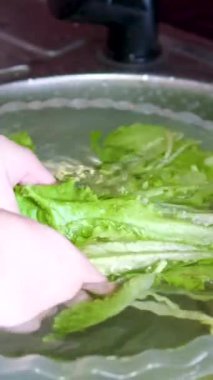Mutfakta taze yeşil marul yıkayan kadın elleri. Yaprak sebzesi hazırlıyorum. Vejetaryen sağlıklı yiyecekler. Organik tarım ürünleri. marul yapraklarını yıka.