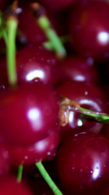 Vişne manzaralı 4K video. Vişne manzaralı arka plan. Yapraklarla kaplı kirazlar. Yüksek kalite 4k görüntü