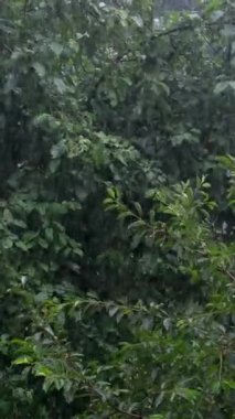 Yoğun ormana sağanak yağmur, ormandaki yağmur damlaları yeşil yapraklara sabitlenmiş su damlaları, tropikal ormanda yağmur günleri. Yaprak ağacına yağmur damlası. Ağaç yapraklarına sağanak yağmur düşüyor. 4k 