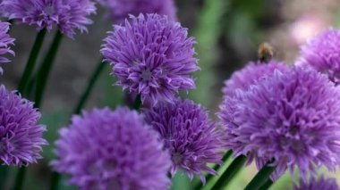 Bal arılarını kapatın. Mor çiçeklerin etrafında uçmak. Arılar ilkbaharda nektar poleni toplarlar. Güneşli bir gün. Ağır çekimde. Arılar bal toplar