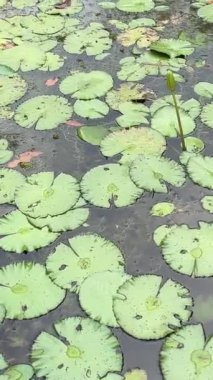 Yeşil nilüfer yaprakları ve pembe nilüfer çiçeğinin Çin 'deki tüm nilüfer havuzunu kaplayan görüntüsü. Yüksek kalite 4k görüntü