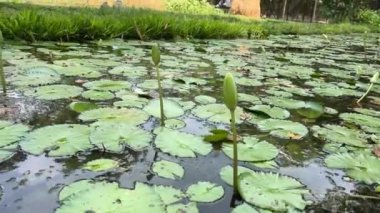 Vietnam Savaşı sırasında Cu Chi tünellerindeki gerilla kampının görüldüğü yer artık turistik bir yer. Seyahat konsepti. Cu Chi, Viet Nam Cu Chi 