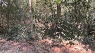 Vietnam Savaşı sırasında Cu Chi tünellerindeki gerilla kampının görüldüğü yer artık turistik bir yer. Seyahat konsepti. Cu Chi, Viet Nam Cu Chi 
