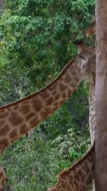 Zürafa Zürafa camelopardalis, Afrika kökenli tek parmaklı, yaşayan en uzun boylu, karasal hayvan ve en büyük geviş getiren hayvandır. Züraffidae familyasından sınıflandırılmıştır. Yüksek kalite 