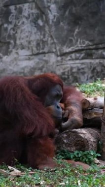 Üzgün ya da uykulu, dışavurumcu Orangutan. Yakın plan. Orangutanlar, büyük maymunlar, tropikal ormanlar