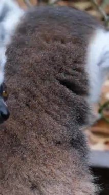 Halka kuyruklu lemur, Lemur catta, primat, orta boydan büyük boya, ıslak burun. Halka Kuyruklu Lemur Catta Etrafa Bakınıyor ve Yakından Dinleniyor, Lemuridae Ailesi. 