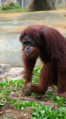 Üzgün ya da uykulu, dışavurumcu Orangutan. Yakın plan. Orangutanlar, büyük maymunlar, tropikal ormanlar