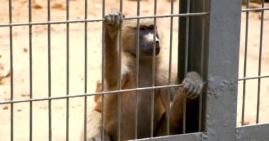 Gelada babunu maymun, Theropithecus gelada, doğal ortamında, Simien Dağları NP, Etiyopya. Doğu Afrika 'daki çayırlarda yaşayan bir primat besleniyor. Etiyopya 'da vahşi yaşam. 