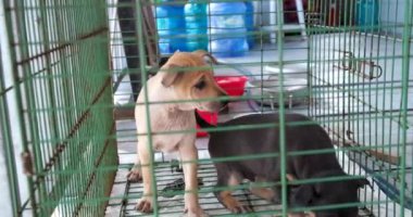 Balık çiftliği ahşap köprüsü okyanus Vietnam evi suyun üzerinde. Balık çiftliğinin güzel doğal manzarası. Vietnamlı kırma köpekler iskelede tahta köprünün üstünde çiftliği koruyor.