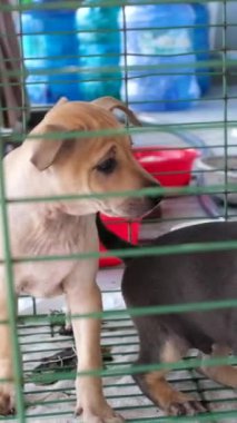 Balık çiftliği ahşap köprüsü okyanus Vietnam evi suyun üzerinde. Balık çiftliğinin güzel doğal manzarası. Vietnamlı kırma köpekler iskelede tahta köprünün üstünde çiftliği koruyor.