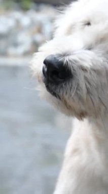 Dişi eller, mutlu bir köpeği okşayıp tırmalıyor. Shiba inu köpek yavrusu yavaş çekimde gülümsüyor. Bir kadın evcil hayvanını sever. En iyi arkadaş konsepti. Sahibi kaşınıyor.