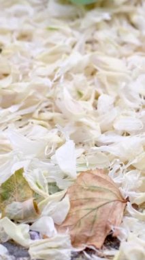 Parkta kiraz çiçekleri, yere düşen pembe yapraklar, düşük kamera görüntüsü. Düşen çiçek yaprakları