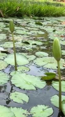 Vietnam Savaşı sırasında Cu Chi tünellerindeki gerilla kampının görüldüğü yer artık turistik bir yer. Seyahat konsepti. Cu Chi, Viet Nam Cu Chi 