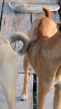 Balık çiftliği ahşap köprüsü okyanus Vietnam evi suyun üzerinde. Balık çiftliğinin güzel doğal manzarası. Vietnamlı kırma köpekler iskelede tahta köprünün üstünde çiftliği koruyor.