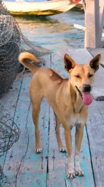 Balık çiftliği ahşap köprüsü okyanus Vietnam evi suyun üzerinde. Balık çiftliğinin güzel doğal manzarası. Vietnamlı kırma köpekler iskelede tahta köprünün üstünde çiftliği koruyor.