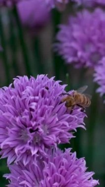 Güneş batarken Rosebay Willowhere ya da Fireweed rüzgarda sallanırken yaban arıları nektar topluyor. Yüksek kalite 4k görüntü
