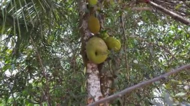 Ekmek meyvesi. Ağaçtan meyve koparma. Jackfruit 'i ağaçtan kesme aygıtı
