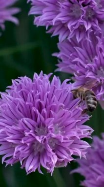 Bumblebee yavaş çekimde güzel bir mor tarla çiçeğine konuyor. Çiçeklerdeki arı