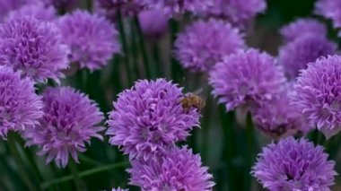 Güneş batarken Rosebay Willowhere ya da Fireweed rüzgarda sallanırken yaban arıları nektar topluyor. Yüksek kalite 4k görüntü