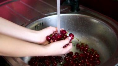 Organik Bahçe 'de hasat. Kadın Elleri Kirazları Suyla Yıkar. Taze kiraz çileği hasadı. Çiftçi Taze Organik Renkli Kiraz Böğürtlenlerini Suyla Yıkama, Kapalı Çilek.