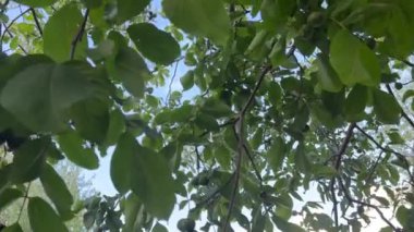 Ceviz ağacının dalında asılı yeşil olgunlaşmamış fındıklar. ceviz ağacı yüksek kalite 4K görüntü 