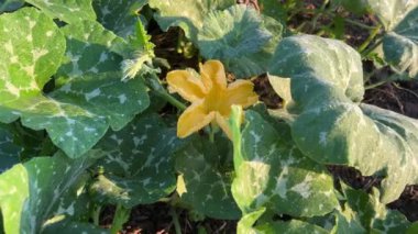 Küçük çiçekli balkabağı sebze yatağında yetişir. balkabağı bahçede yetişir.