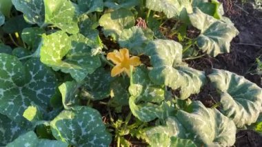 Bahçede büyüyen dişi balkabağı çiçeği. Yüksek kalite 4k görüntü