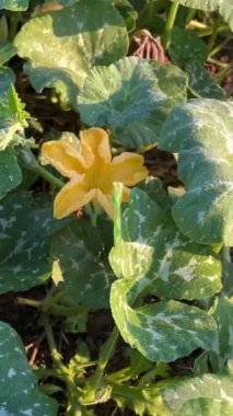 Bahçede büyüyen dişi balkabağı çiçeği. Yüksek kalite 4k görüntü