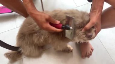 Evcil hayvan bakımı. Köpeğin tüylerini tarayan kadın ellerinin yakın çekimi. Nova Scotia gişe hasılatı yapan bir av köpeğiyle ilgilenmek. Yüksek kalite 4k görüntü