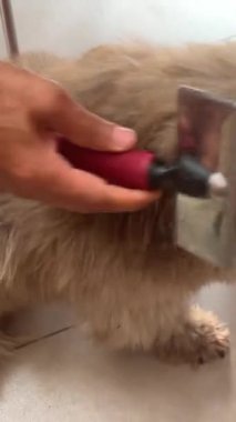 Evcil hayvan bakımı. Köpeğin tüylerini tarayan kadın ellerinin yakın çekimi. Nova Scotia gişe hasılatı yapan bir av köpeğiyle ilgilenmek. Yüksek kalite 4k görüntü