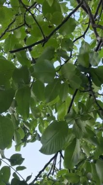 Büyümekte olan sıradan bir ceviz. Ceviz, Juglans familyasından, özellikle İran cevizi veya İngiliz cevizi olan Juglans regia familyasından herhangi bir ağacın cevizidir. Yüksek kalite 