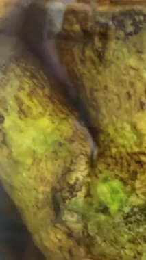 Kore Cumhuriyeti 'nin kuzeyinden gelen gerçek ginseng kalabalığı. Cam bir kavanozda alkollü Çin tentürü. Geleneksel Çin tıbbı. ginseng kökü alkol tentürü. Yüksek kalite 4k görüntü