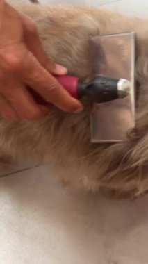 Sahipleri, tarakla onun sevimli, gölgeli köpek kıllarını tarıyor. Hayvan bakımı ve damat. Yüksek kalite 4k görüntü