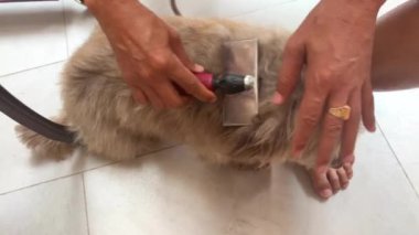 Sahipleri, tarakla onun sevimli, gölgeli köpek kıllarını tarıyor. Hayvan bakımı ve damat. Yüksek kalite 4k görüntü