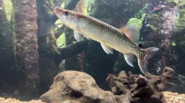 Zırhlı turna balığı, ya da uzun burunlu deniz kabuğu, kabuklu deniz hayvanı familyasından yüzgeçli balık. Longnose Gar 'ın yüzü. Afrika turna balığı Hepsetus Odoe çoğunlukla küçük balıklarla beslenen küçük bir yırtıcıdır.. 