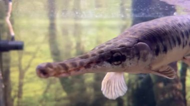 Zırhlı turna balığı ya da kabuklu deniz hayvanı ailesinden gelen uzun burunlu ışın yüzgeçli balık. Longnose Gar 'ın yüzü. Yüksek kalite 4k görüntü