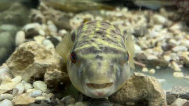Fahaka kirpi balığı akvaryumun dibinde yatıyor ve ağzını yavaşça oksijen soluyor. Akvaryumdaki tropik renkli tatlı su balığı. Yüksek kalite 4k görüntü