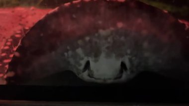 Küçük vatansever Potamotrygon Leopoldi Kara Elmas nehir suyundaki vahşi kedi gibi davranıyor. Yüksek kalite 4k görüntü