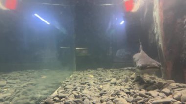Pangasius hipophthalmus. Challenger Pangasius veya köpekbalığı. Yüksek kalite 4k görüntü