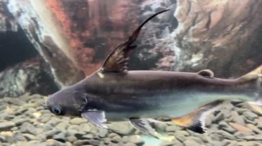 Pangasius hipophthalmus. Challenger Pangasius veya köpekbalığı. Yüksek kalite 4k görüntü
