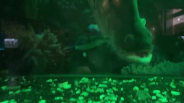 Bu türle karıştırılan başlıca türler C. ornata palyaço tüyü ya da palyaço bıçağı, akvaryum ticaretinde düzenli olarak görülen Güneydoğu Asya 'lı bir türdür. C chitala. Hint balığı bıçağı. 4k