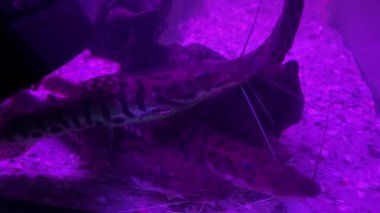 Pseudoplatystoma tigrinum, kaplan sorbim veya caparari kırmızı ışıklı karanlık bir gölette yüzer. Dekoratif yayın balığı. Yüksek kalite 4k görüntü