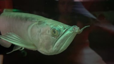 Platin arowana osteoglossum bisiroz dünyanın en pahalı balığı, akvaryumda balık, su altında balık.