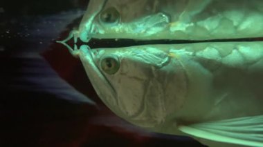 Platin arowana osteoglossum bisiroz dünyanın en pahalı balığı, akvaryumda balık, su altında balık.
