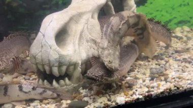 PLOPTERUS DELTA. Polypterus delhezi. Yasaklı bichir, zırhlı bichir, bantlı bichir veya bantlı bichir Polypterus delhezi, özellikle Kongo Nehri 'nde bulunan bir balıktır.