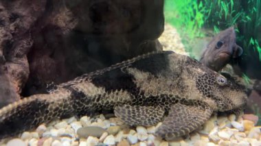 Kurtadam yayın balığı olan WEREWOLF CATFISH Synodontis, Peristous yayın balığı familyasından bir balık cinsidir. Bu türün temsilcileri ilk olarak Avrupa topraklarına girdiler. 