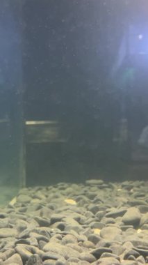 Pangasius hipophthalmus. Challenger Pangasius veya köpekbalığı. Yüksek kalite 4k görüntü